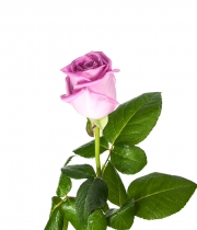 Изображение товара Троянда Аква (Aqua) висота 70 см